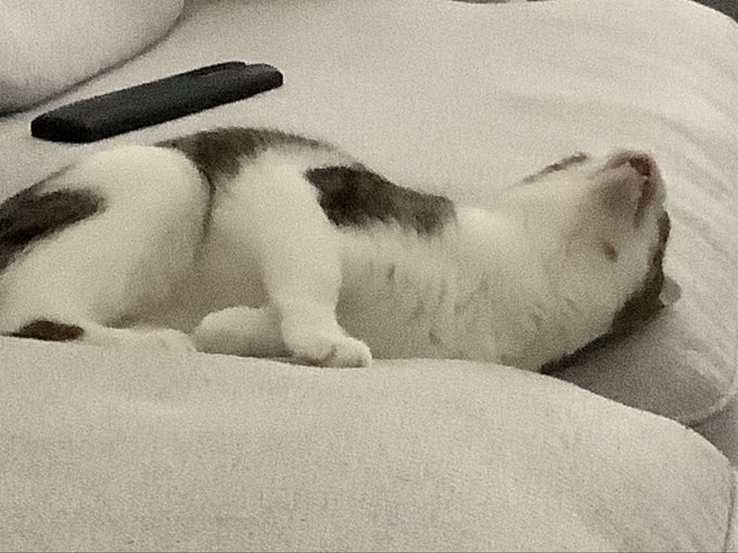 A black and white cat lies on its back asleep on a white textured couch or cushion with a black remote control nearby.