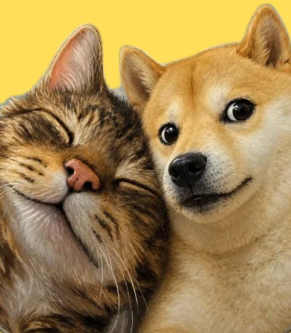 A detailed digital illustration of a smiling tabby cat and a Shiba Inu dog pressed together against a solid yellow background.