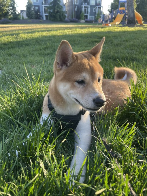 A Shiba Inu dog wearing a black harness relaxing in green grass in a park setting with a playground visible in the background.