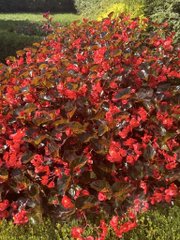 A bush with bright red flowers and dark reddish-brown leaves grows in a garden setting.
