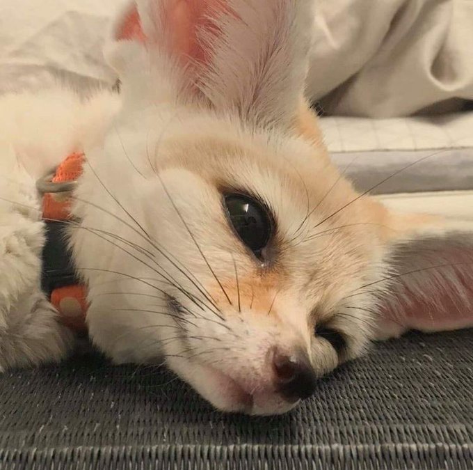 A close-up photo of a small fennec fox with large ears resting its head on a gray cushion, wearing an orange harness.
