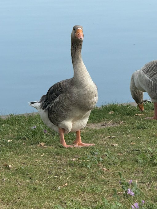 The image shows a duck standing on grass near water, with another duck nearby. There are also some flowers visible in the scene. The text above the image reads "Focus on what is in the image and how it relates to the post @wallchain network itself". This suggests that the focus of the image might be related to the content or context of the post rather than the ducks themselves.