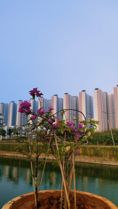 A potted plant with vibrant pink flowers sits by a body of water, with a backdrop of numerous tall, modern apartment buildings under a clear blue sky.