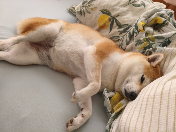 A cream and tan Shiba Inu sleeps on its back with legs splayed out on a bed next to a lemon-patterned pillow. The image relates to the "Indentation" hashtag, as the dog's relaxed, sprawled posture creates an indent in the bedding.