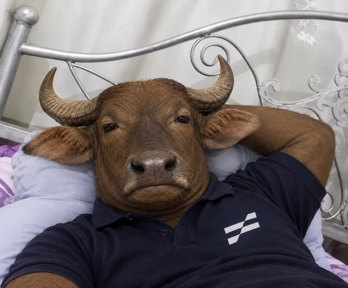 A whimsical photo of a person with a photorealistic bull's head, wearing a navy polo shirt, lounging on a bed with a white metal headboard.