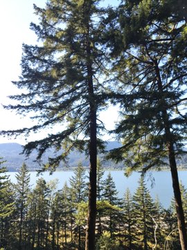 Tall pine trees frame a serene lake and distant mountains, likely taken during a road trip segment of the user's month-long US visit that included conferences like ETHConf, Manifest, and Uniswap Camp.