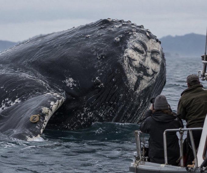 A massive whale with a Guy Fawkes mask painted or marked on its head emerges from the ocean near a small boat with two people photographing it.