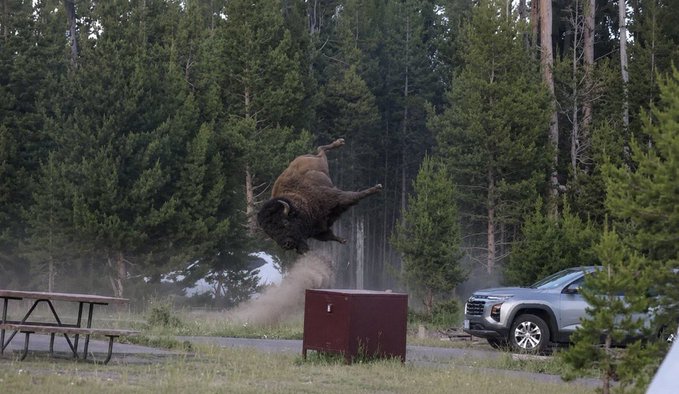 A massive bison dramatically leaps through the air in a cloud of dust, with a startled silver SUV swerving away and a nearby campsite complete with a picnic table and bear-proof storage box in the foreground. The chaotic, panicked scene humorously mirrors the volatile reaction of crypto holders bracing for the DTCC going live in October, capturing the same sense of startled, frantic energy.