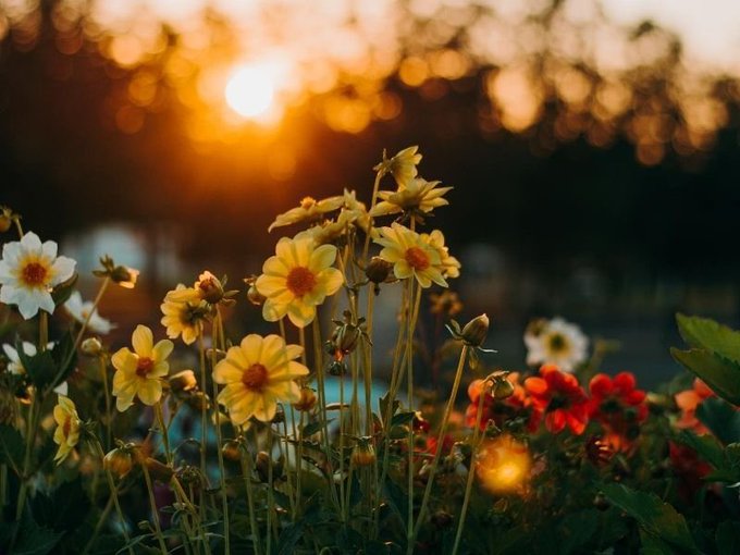 A close-up photograph of yellow, white, and red flowers backlit by a warm sunset glow.