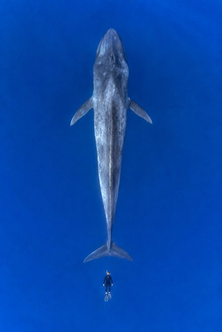 A breathtaking aerial view captures a diver in a black wetsuit floating in deep blue ocean water just beneath a massive blue whale.