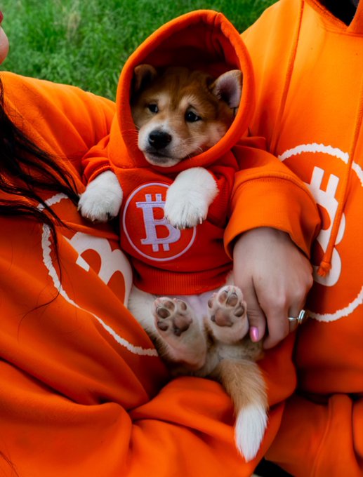 The image features a small brown and white dog wearing an orange hoodie with the letters "B" printed on it, sitting comfortably on someone's lap. The person holding the dog has their arm around them, creating a cozy scene. The caption of the image reads, "I'm a real Bitcoiner and I'm doing my part to on board the world to Bitcoin." This message is related to the post about Bitcoiners that includes the image of the dog in an orange hoodie with the letters "B" printed on it.