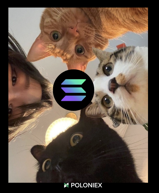 A low-angle selfie captures three curious cats—an orange tabby, a calico, and a black cat—along with a person peering into the camera, all circled around the Solana (SOL) logo and branded "POLONIEX." The image plays on the post's question "Will you buy $SOL at this price?" by evoking the classic idiom of curious cats gathering to intently inspect something of interest, suggesting the community is closely watching Solana's current price movements.