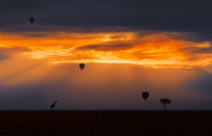 A silhouette of a giraffe and an acacia tree in a savanna at sunset, with hot air balloons floating in the orange and cloudy sky.