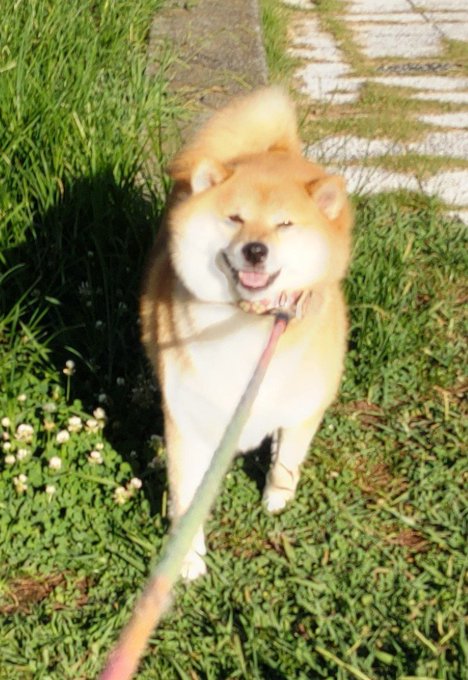 A Shiba Inu with a smile-like expression sits on grass beside a paved path while attached to a leash, perfectly capturing the post's playful description of the breed's famously stubborn demeanor beneath a cheerful appearance. The dog's content grin and patient posture embody the contradiction between its happy face and well-known independent streak.