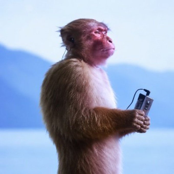 A monkey holding what appears to be a small electronic device, gazing thoughtfully into the distance. The image humorously evokes the crypto meme of a "degen" pausing before making a bold market move, tying into the post's enthusiasm for boosting Solana trading volume.