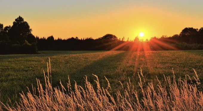 A serene sunset casts a warm orange glow over a grassy field, with a line of trees silhouetted on the horizon.