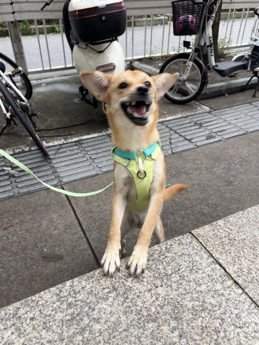 A smiling small tan dog wearing a green and yellow harness sits on a sidewalk, with a scooter and bicycles visible behind a fence in the background.