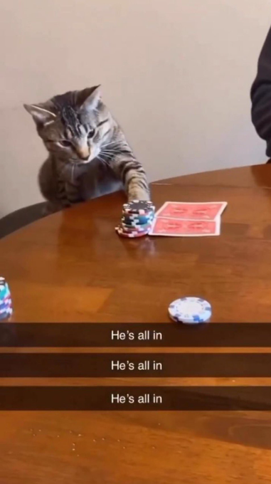 A tabby cat pushes a stack of poker chips forward across a wooden table while resting its paw next to two face-up playing cards, with the caption "He's all in" repeating three times below. The image humorously mirrors the post's suggestion to "all-in Short," personifying the cat as a bold gambler going all-in at the table.