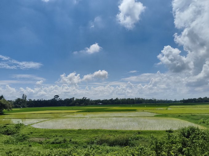 A scenic landscape view of lush green and golden rice paddies under a bright blue sky filled with fluffy white clouds, with a tree line visible in the distance.