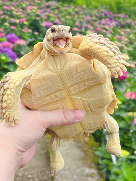 A person holds an albino turtle with a yellow-tan shell and pale skin, set against a backdrop of pink flowers, illustrating the "$Pongpong" cryptocurrency giveaway promotion. The image of a "turtle" ties into the meme name, suggesting the token is being "unfarmed" by distributing it directly to community members.