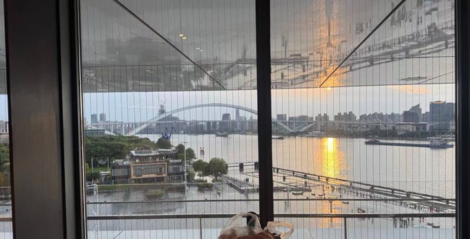 A view of a city river and bridge at sunset seen through a window with sheer curtains, with a dog looking out.