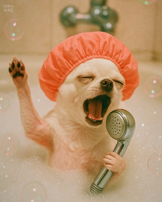 A small white Chihuahua wearing an orange shower cap sings passionately into a showerhead like a microphone, surrounded by bath bubbles, with a watermark reading "Chiro 치로" in the corner.

The image humorously illustrates the post by depicting the chaotic, washed-up "KOL" lifestyle—bath-soaked, melodramatically performing instead of delivering substance—suggesting that crypto influencers eventually devolve into spectacle rather than original thought.