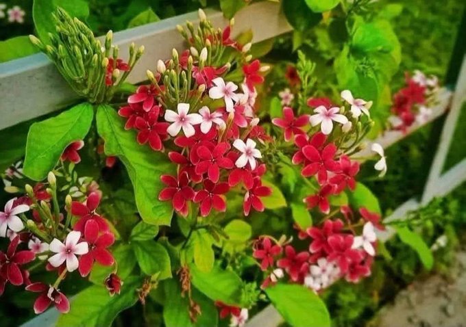 Clusters of small red and pink star-shaped flowers with white centers bloom on green vines in a garden.