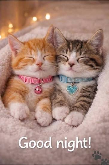 A wholesome image of two kittens wearing collars cuddling, with a "Good night!" greeting.