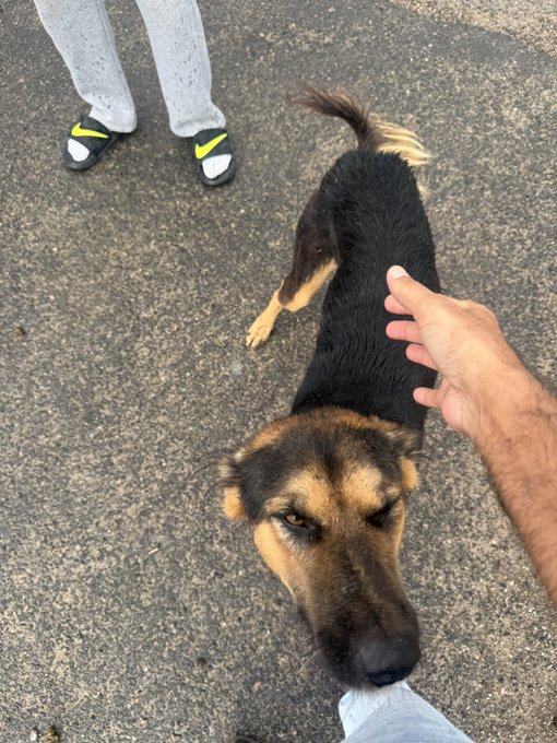 A black and tan dog looks up at the camera while being petted by a hand, with a person's feet wearing Nike slides and gray sweatpants visible in the background on pavement.