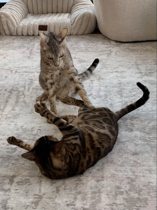 Two tabby cats playfully wrestle on a gray patterned rug in front of cream-colored furniture, mirroring the post's humorous claim that they are squabbling over their favorite $INJ memes.