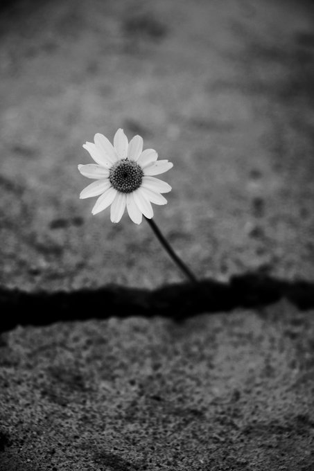 A black and white photograph of a single daisy-like flower with white petals growing out of a crack in concrete, casting a long shadow.