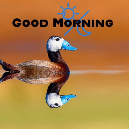 A 'GOOD MORNING' greeting card featuring a white-headed duck floating on water with its reflection mirrored below, set against a warm orange and yellow gradient background.