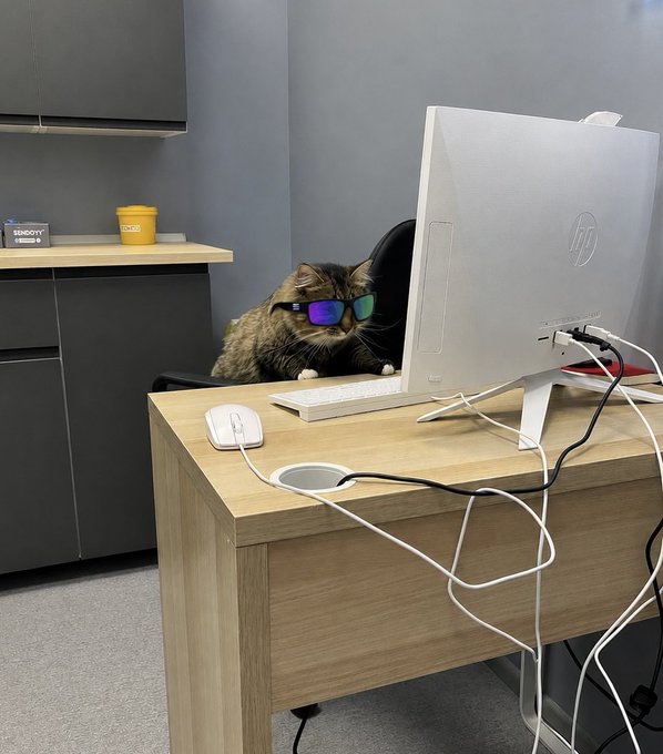 A fluffy cat wearing rainbow-tinted sunglasses sitting at a desk in front of an HP monitor with keyboard and mouse