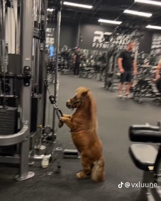 A humorous video screenshot showing a bear standing upright on its hind legs using a cable machine at an RC Fitness gym, with the TikTok handle @vxluune.