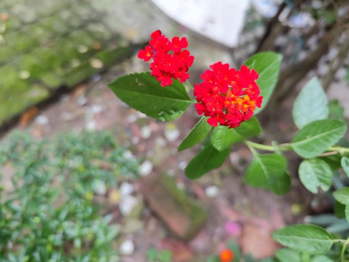 Vibrant red Lantana flowers bloom in a garden, their bright clusters symbolizing the beauty and positivity wished upon the NomismaNetwork, useTria, and quipnetwork communities in a cheerful morning greeting.