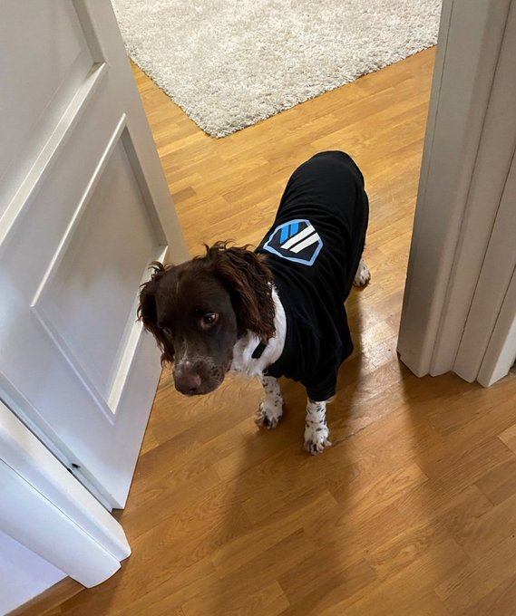 A brown and white spaniel dog wearing a black shirt with a blue and white logo, standing on a hardwood floor looking up from a doorway.