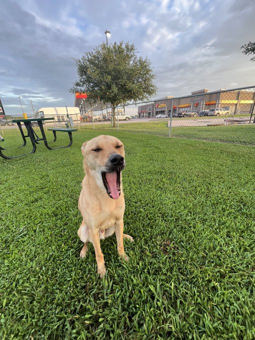The image features a dog sitting on a grassy field, panting with its mouth open as if panting from exhaustion or excitement. In the background, there are two picnic tables and a tree, suggesting that this scene takes place at a park or outdoor gathering area. The caption of the image reads "Good morning to everyone who loves dogs", which implies that the dog's presence in the picture is meant to evoke feelings of joy and happiness for those who appreciate dogs.