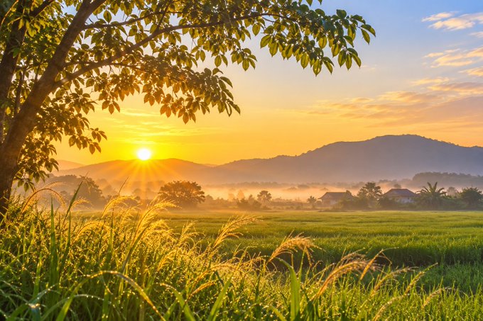 A serene golden sunrise over misty green rice fields, framed by tree branches, with distant mountains and a village silhouetted against the warm sky.