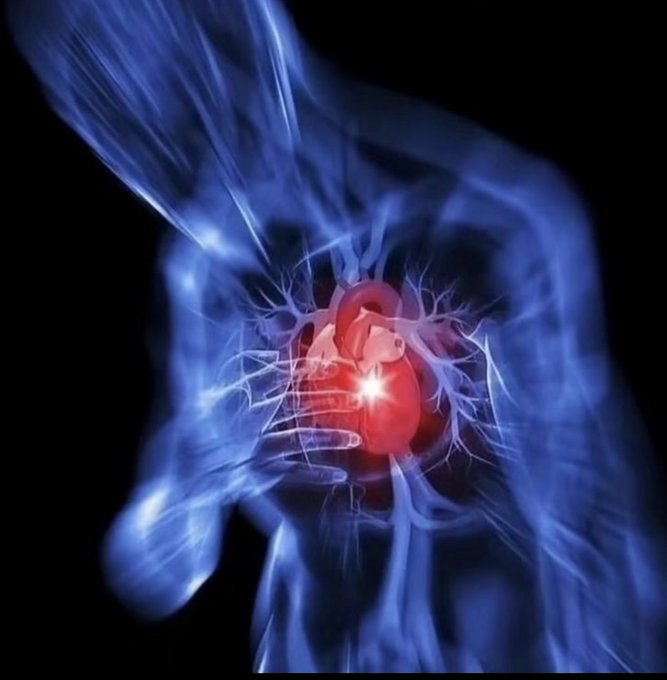 A digital medical illustration of a translucent blue human torso showing a red highlighted heart glowing in the center.