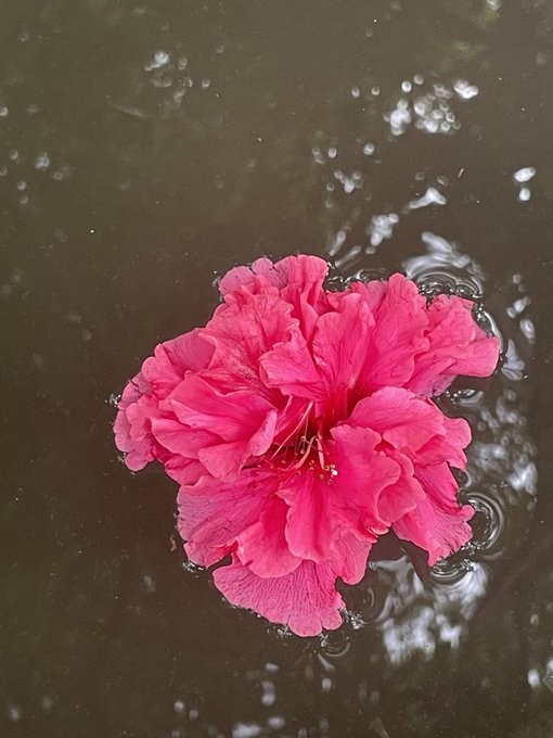 A vibrant pink hibiscus flower floats on dark water, its petals gently rippling the surface.