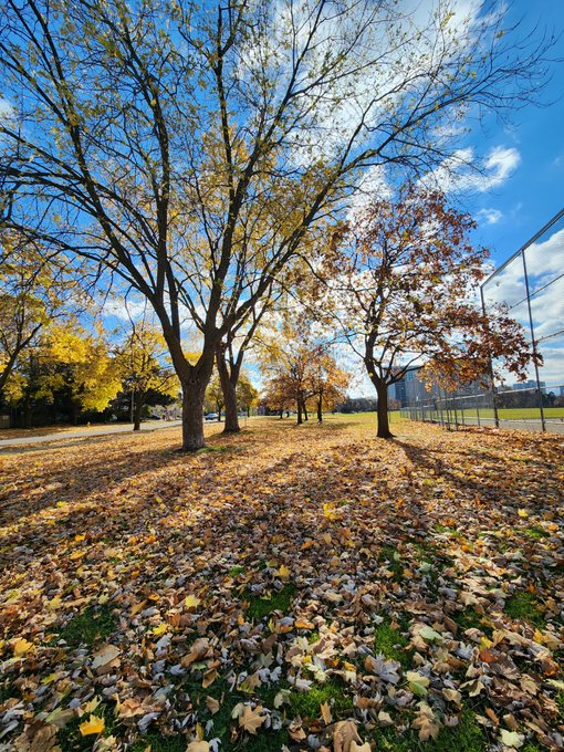 A scenic autumn park landscape with tall trees shedding golden and orange leaves onto a grassy field, with a chain-link fence and blue sky with scattered clouds in the background.