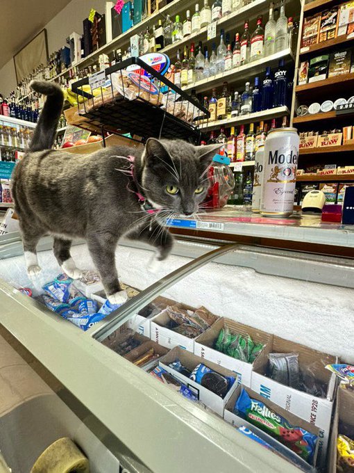 A gray cat with a pink harness walks across a glass-top freezer filled with ice cream at a convenience store, with shelves of liquor bottles visible in the background.