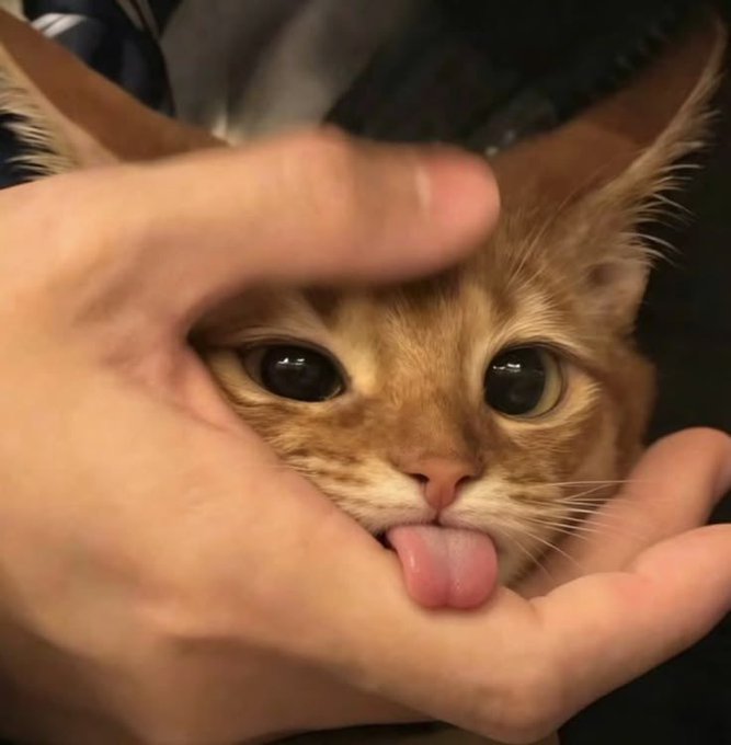 A close-up photo of a person's hand gently holding the face of an orange tabby kitten, whose small pink tongue is sticking out.