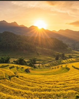 A landscape view of terraced rice fields glowing golden in the light of a setting sun behind a mountain range.