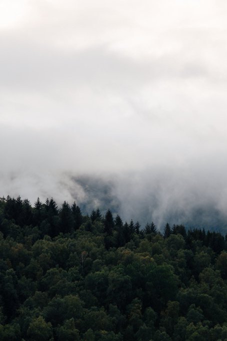 A misty morning over a dense, forested mountainside, with low-hanging clouds drifting through the treetops to create an atmospheric, overcast scene. This serene view perfectly matches the "Gm from the north" post, capturing the moody, northern landscape awakening under a gray, fog-laden sky.