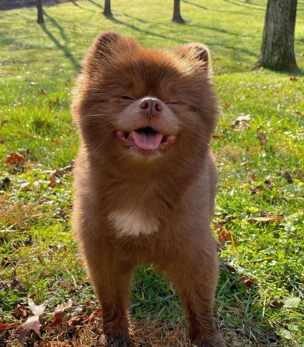 An adorable, fluffy brown Pomeranian dog standing on green grass with its eyes squinted shut and tongue out in a happy, smiling expression, with trees visible in the background.
