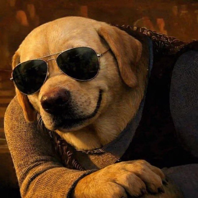 The image features a large tan dog wearing sunglasses and a vest with its paw resting on someone's arm. The dog appears to be smiling, giving off a happy vibe. The caption of the image reads "Quick morning alpha; few reason to buy this token My reasons about bull posting $DOG today CA; 21CnrFRqvEVkQZUTFmTXjcsJTLZhRY51ohoaCPwRpump Something I like is that it doesn't feel like it's trying too hard to get attention". The dog seems to be the main focus of the image, with its sunglasses and vest adding a unique touch.