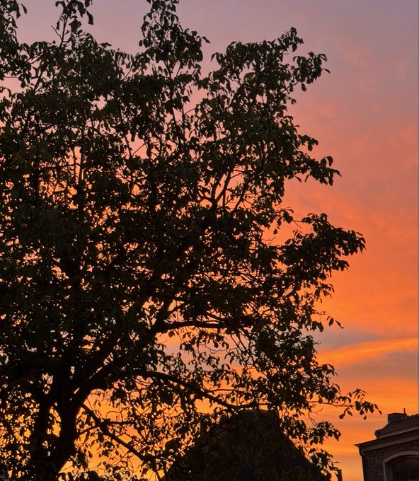 A silhouette of a leafy tree stands against a vibrant orange and pink sunset sky.
