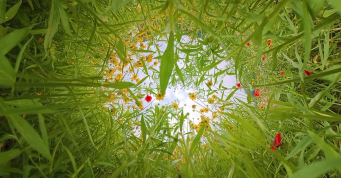 A nature photograph taken from a low angle looking up through green grass and small yellow and red wildflowers toward a bright sky.