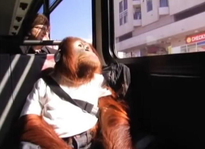 An orangutan wearing a white t-shirt and headphones sits strapped into a seat on a bus, looking out the window as buildings pass by.